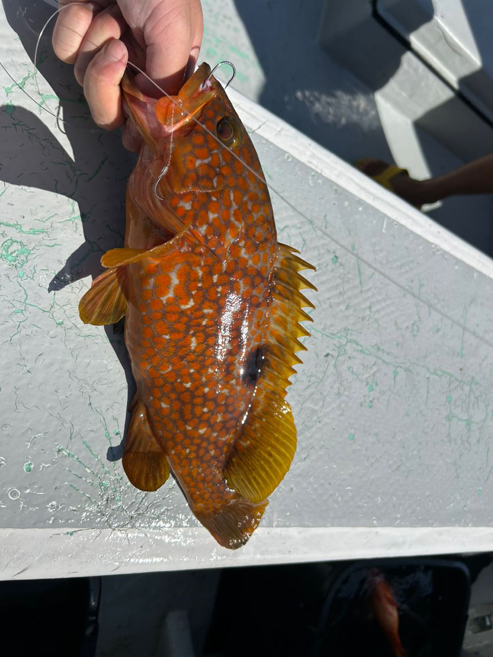 ふな虫さんの釣果 2枚目の画像