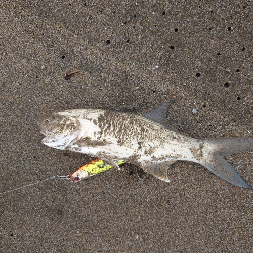 ツバメコノシロの釣果