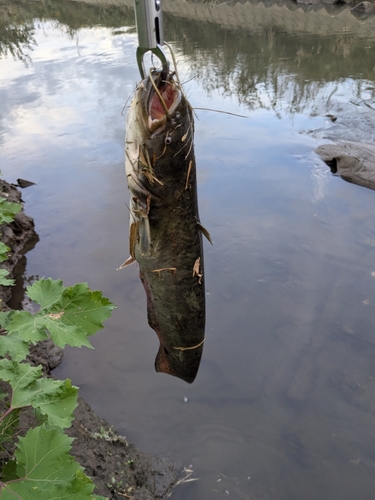 マナマズの釣果