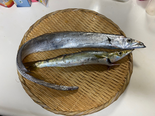 タチウオの釣果