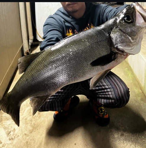 ヒラスズキの釣果