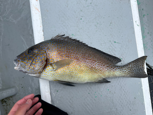 コロダイの釣果