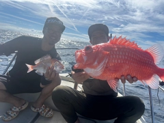 エビスダイの釣果