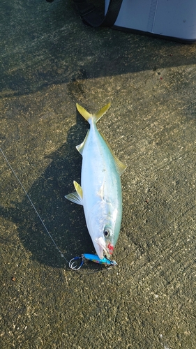 ワカシの釣果