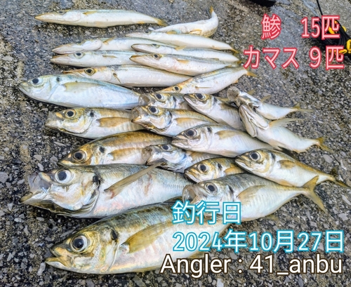 アジの釣果