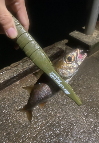 ムツの釣果