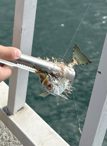 アイゴの釣果