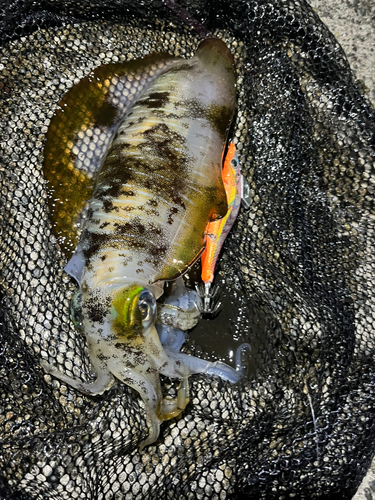 アオリイカの釣果