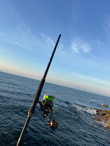 アコウの釣果