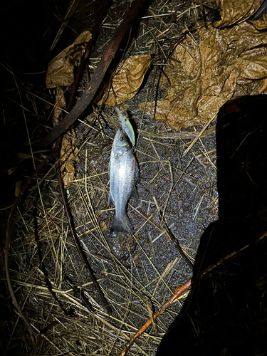 セイゴ（ヒラスズキ）の釣果