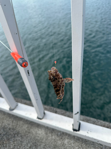 フグの釣果