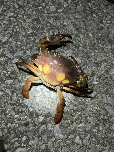 カニの釣果