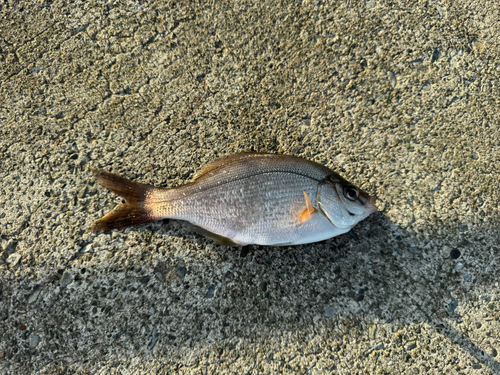 タナゴの釣果