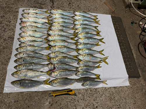 コノシロの釣果