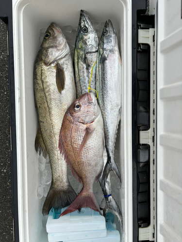 サゴシの釣果