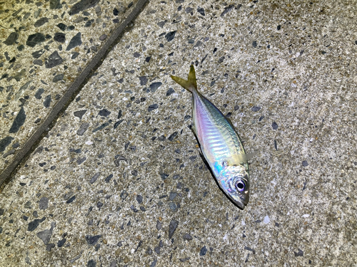 マアジの釣果