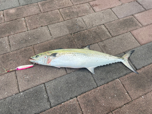 サゴシの釣果