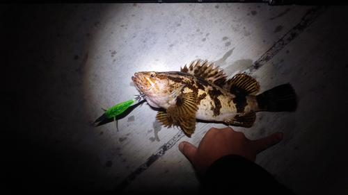 タケノコメバルの釣果