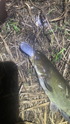 マナマズの釣果