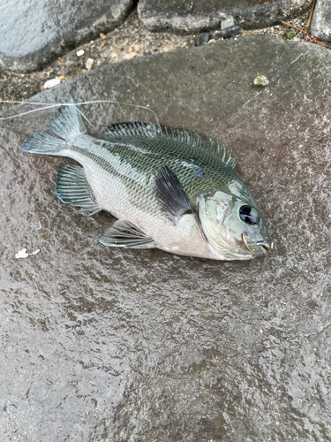 メジナの釣果