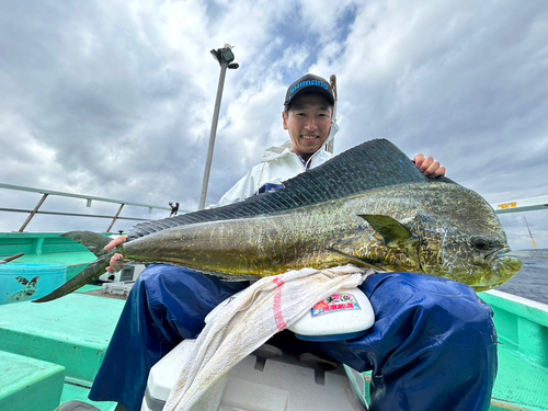 シイラの釣果