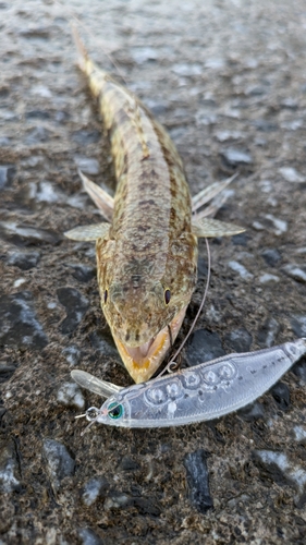 エソの釣果