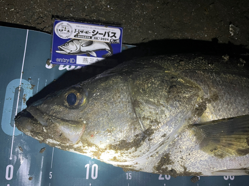 シーバスの釣果