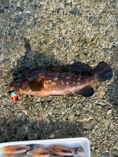 魚津漁港