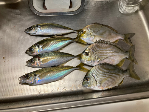 マアジの釣果