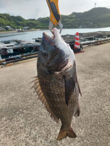 釣果