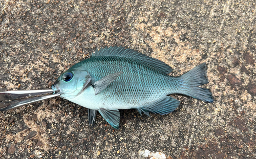 メジナの釣果