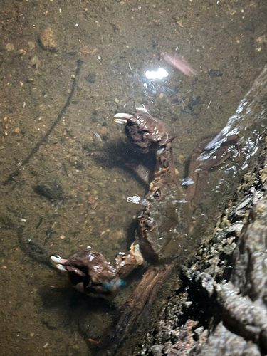 カニの釣果