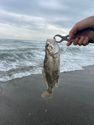 ニベの釣果