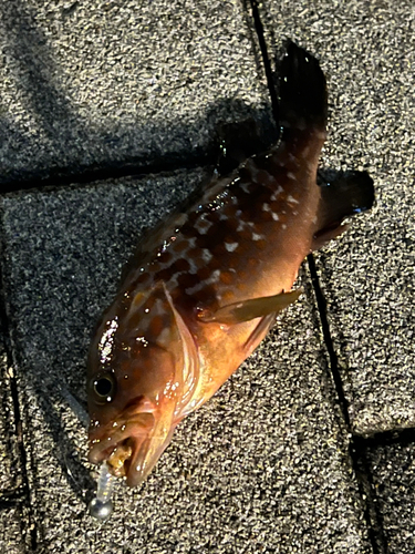 アコウの釣果