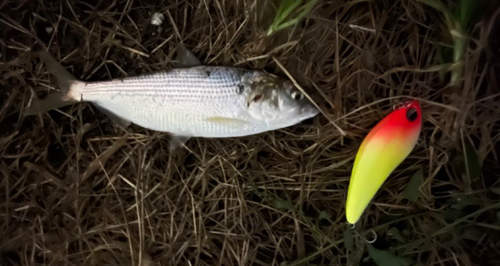 コノシロの釣果