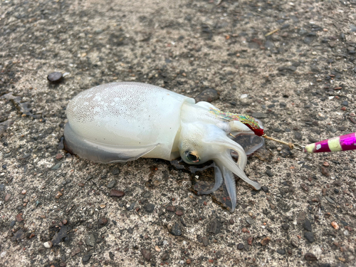 シリヤケイカの釣果