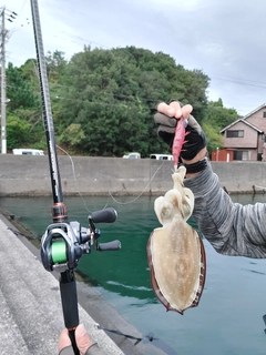 コウイカの釣果