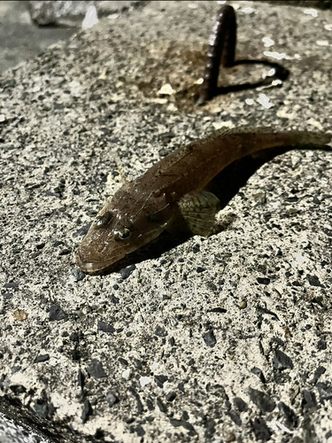 コチの釣果