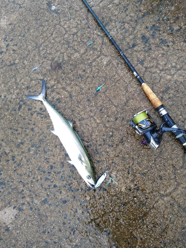 サゴシの釣果