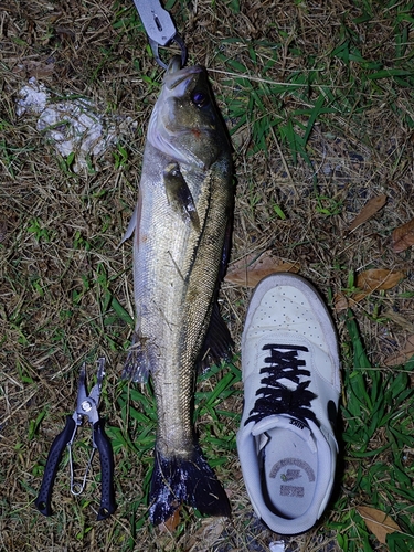 シーバスの釣果