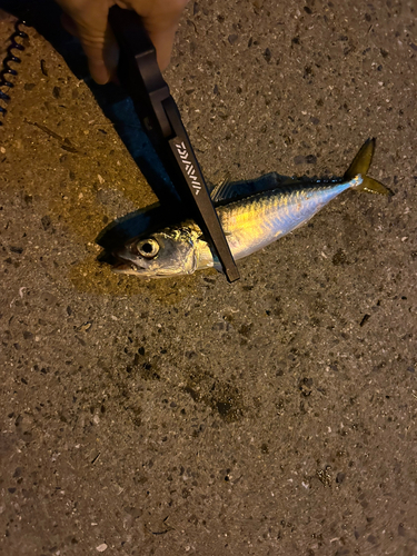 サバの釣果