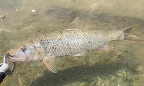 ハスの釣果