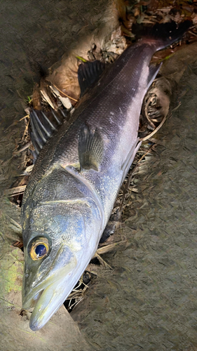 スズキの釣果