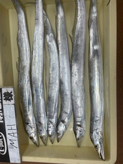 タチウオの釣果