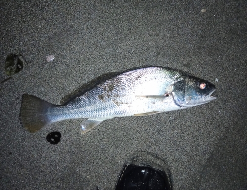 オオニベの釣果