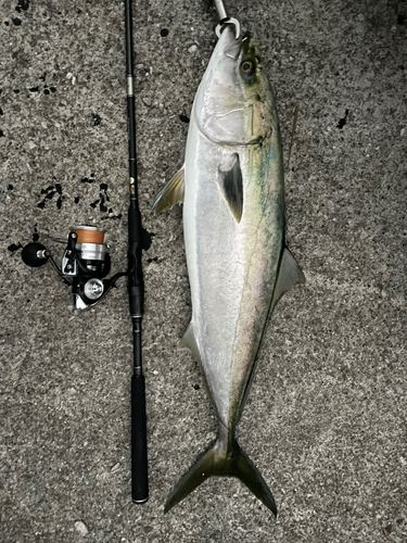 ハマチの釣果