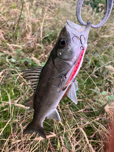 セイゴ（マルスズキ）の釣果