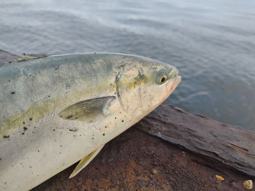 イナダの釣果