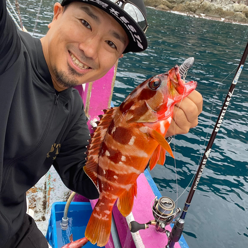 アカハタの釣果