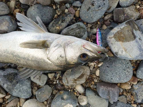 スズキの釣果